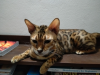 Bengal cat ( female)